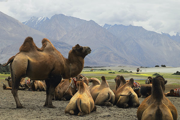 ladakh tourism packages